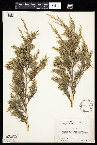 Juniperus virginiana image
