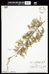 Juniperus virginiana var. virginiana image