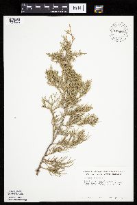 Juniperus virginiana image