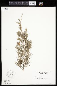 Juniperus virginiana var. virginiana image