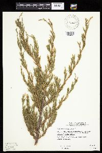 Juniperus virginiana image