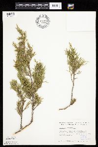 Juniperus virginiana image