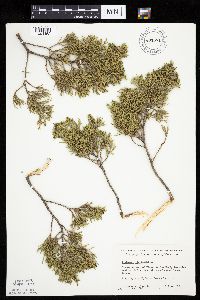 Juniperus virginiana image