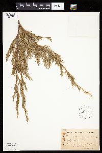 Juniperus virginiana image