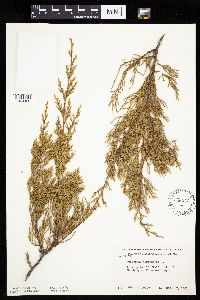 Juniperus virginiana var. virginiana image