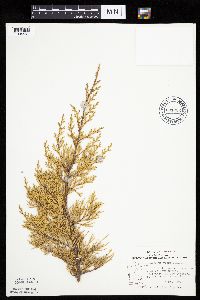Juniperus virginiana var. virginiana image