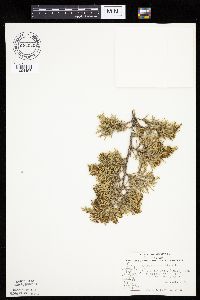 Juniperus virginiana image