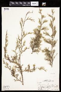 Juniperus virginiana image