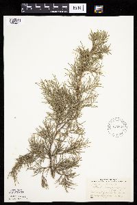 Juniperus virginiana image