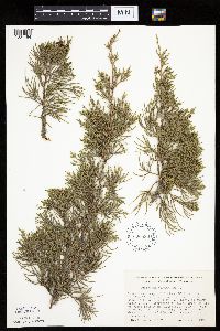 Juniperus virginiana image
