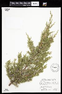 Juniperus virginiana image