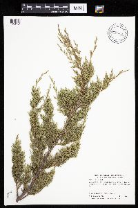 Juniperus virginiana image