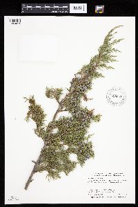 Juniperus virginiana image