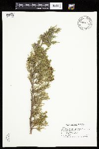 Juniperus virginiana image