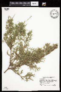Juniperus virginiana image