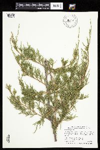 Juniperus virginiana image