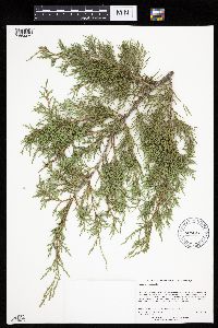 Juniperus virginiana var. virginiana image