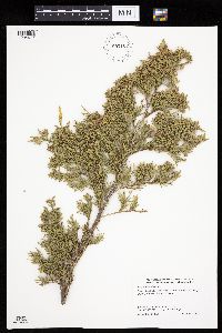 Juniperus virginiana image