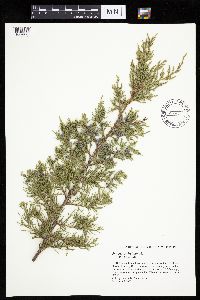 Juniperus virginiana image
