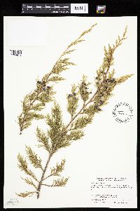 Juniperus virginiana var. virginiana image