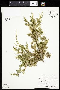 Juniperus virginiana image
