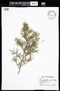 Juniperus virginiana image
