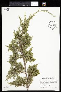 Juniperus virginiana image