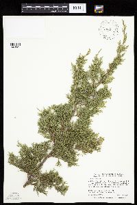 Juniperus virginiana var. virginiana image