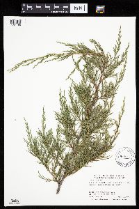 Juniperus virginiana var. virginiana image