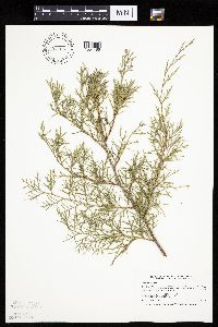 Juniperus virginiana image