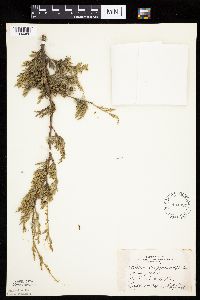 Juniperus virginiana image