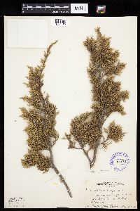 Juniperus virginiana image