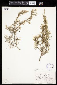 Juniperus virginiana image