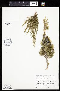 Juniperus virginiana image