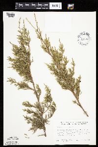 Juniperus virginiana image