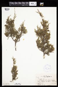 Juniperus virginiana image