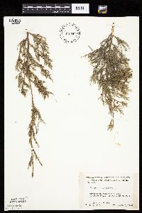 Juniperus virginiana var. virginiana image