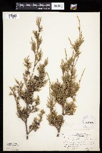 Juniperus virginiana image