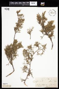 Juniperus virginiana image