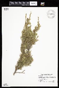 Juniperus virginiana image