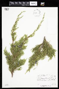 Juniperus virginiana var. virginiana image