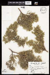 Media resource of Juniperus occidentalis