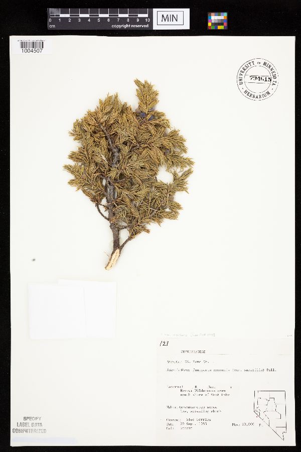 Juniperus communis var. montana image
