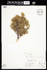 Juniperus communis image