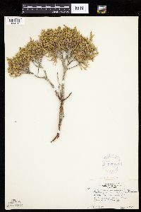 Juniperus osteosperma image
