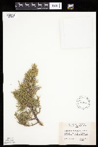 Juniperus osteosperma image