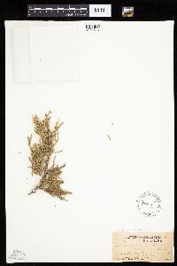 Juniperus osteosperma image