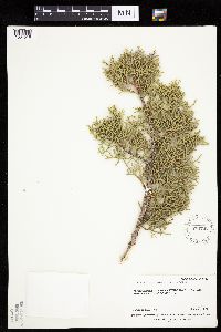 Juniperus osteosperma image