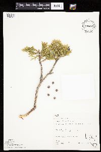 Juniperus osteosperma image