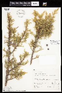 Media resource of Juniperus osteosperma